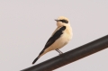 Blonde Tapuit